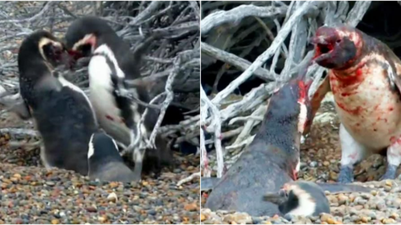 Fierce Love and Bloody Battles: The Romantic Struggles of Penguins Revealed