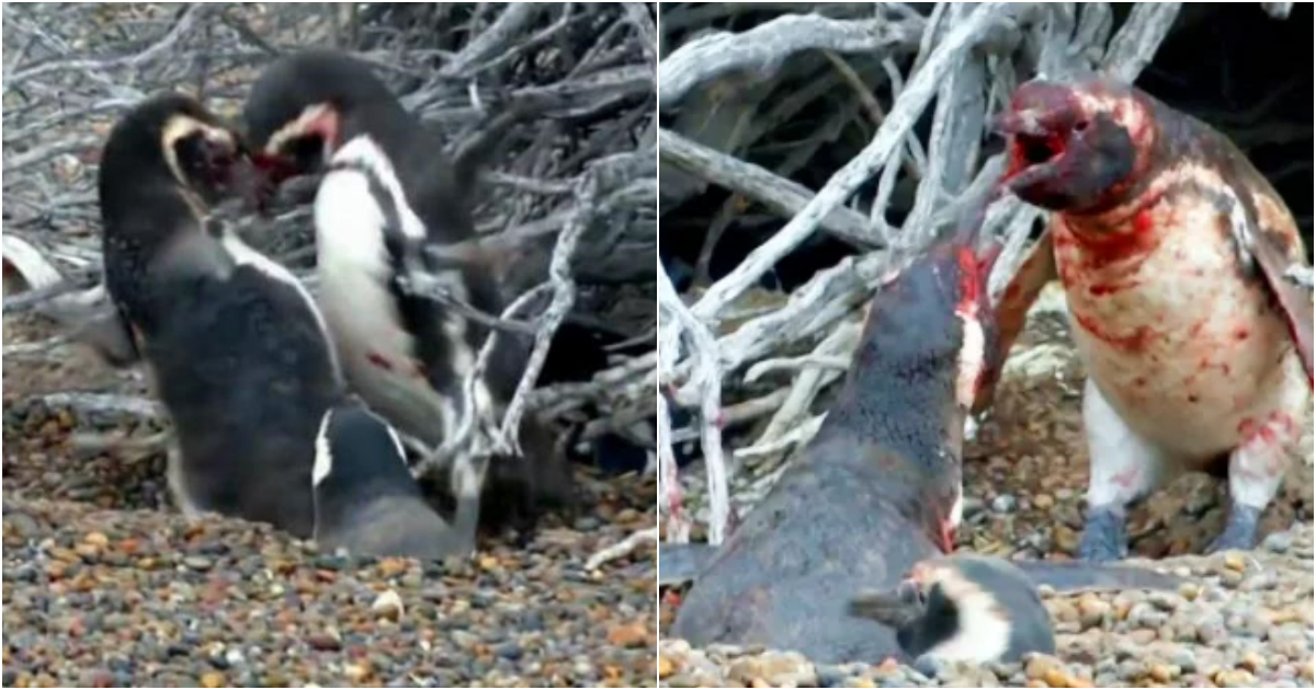 Fierce Love and Bloody Battles: The Romantic Struggles of Penguins Revealed