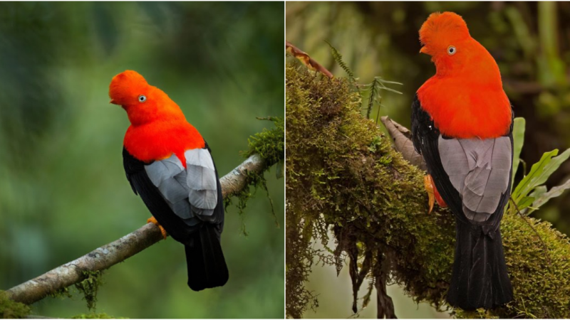 Andean Cock-of-the-Rock: A Flamboyant and Enigmatic Gem of the Andes Cloud Forests