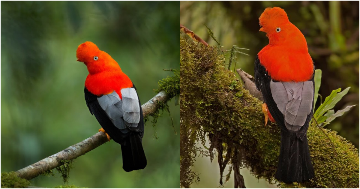 Andean Cock-of-the-Rock: A Flamboyant and Enigmatic Gem of the Andes Cloud Forests