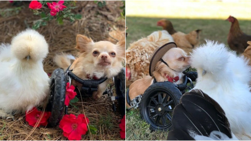 Unlikely Friendship: Chihuahua Born Without Front Legs Forms a Strong Bond with Rescued Chicken