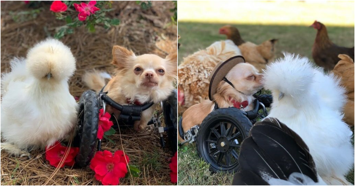 Unlikely Friendship: Chihuahua Born Without Front Legs Forms a Strong Bond with Rescued Chicken