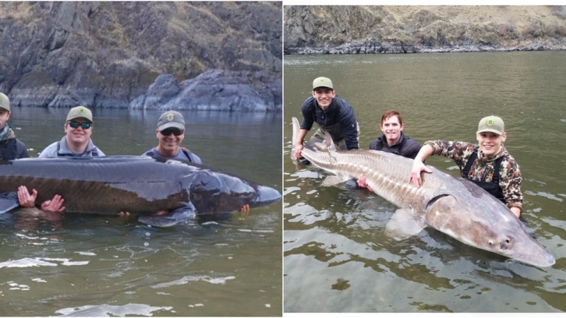 Unprecedented Week of Giant Sturgeon Catches Thrills Idaho Fish & Game Researchers