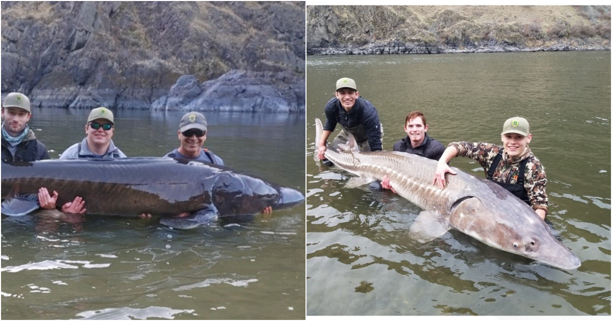 Unprecedented Week of Giant Sturgeon Catches Thrills Idaho Fish & Game Researchers