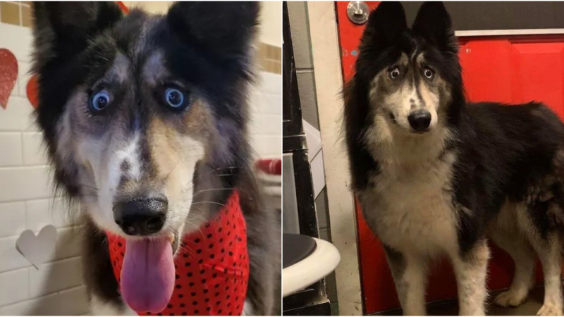 Jubilee: The Cross-Eyed Husky’s Quest for Unconditional Love and a Forever Home