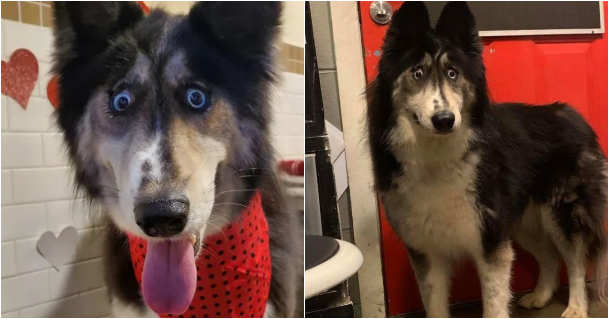 Jubilee: The Cross-Eyed Husky’s Quest for Unconditional Love and a Forever Home
