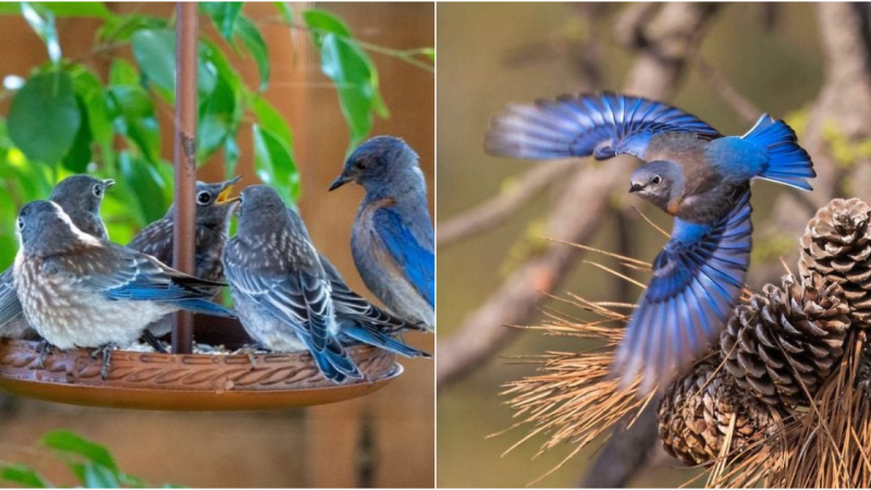 Discover the Beauty of ᴜestern BlυeƄirds: A Guide to Identifying These Gorgeous Birds.