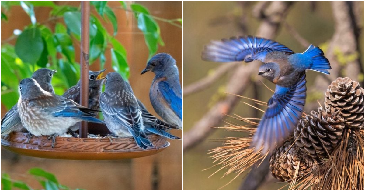 Discover the Beauty of ᴜestern BlυeƄirds: A Guide to Identifying These Gorgeous Birds.