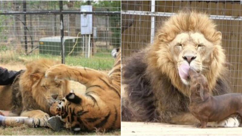 Unlikely Bond: 500lb Lion Befriends 11lb Miniature Dachshund, Creating an Inseparable Friendship