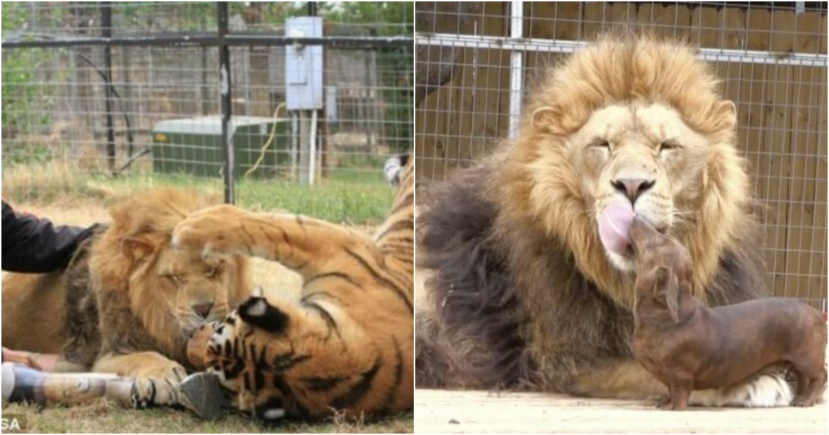 Unlikely Bond: 500lb Lion Befriends 11lb Miniature Dachshund, Creating an Inseparable Friendship