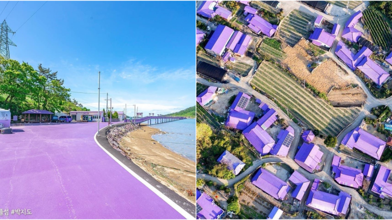 Discover the Enchanting Purple island – A Lavender Paradise in South Korea