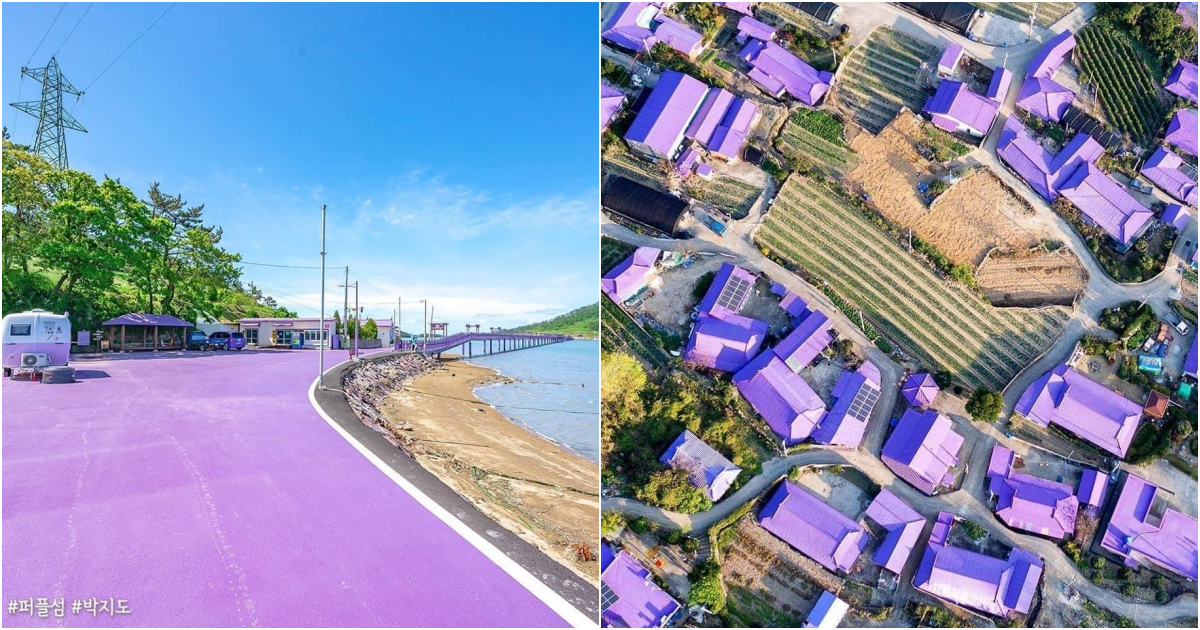 Discover the Enchanting Purple island – A Lavender Paradise in South Korea