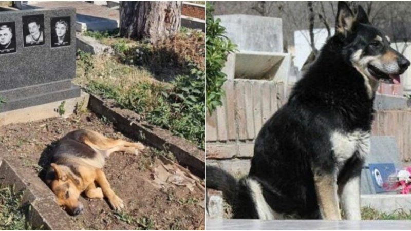 Loyal Dog’s Heartwarming Display of Devotion by Owner’s Grave