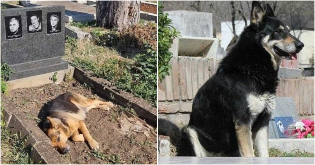 Loyal Dog’s Heartwarming Display of Devotion by Owner’s Grave