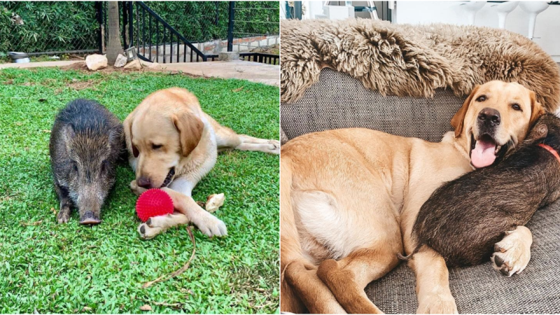 Rescued WιƖԀ Bσαr Embraces Life with Adoptive Dog Family