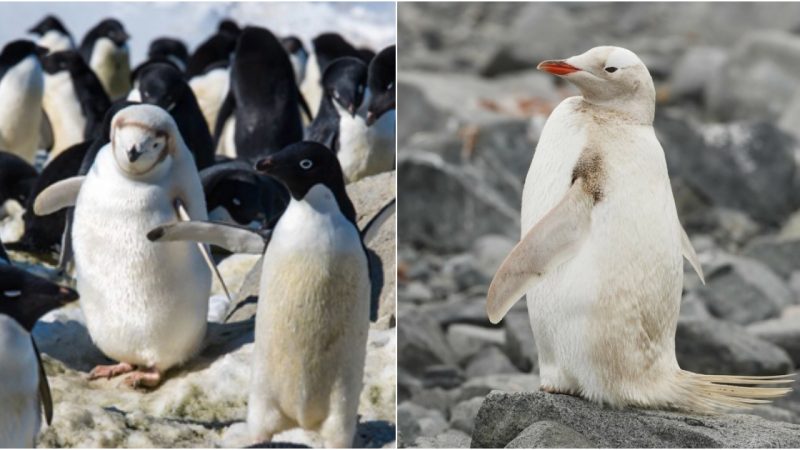 Rare White-Feathered Adelie Penguin Shines Amongst the Flock