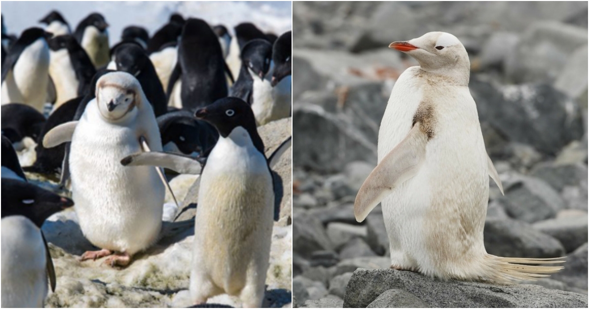 Rare White-Feathered Adelie Penguin Shines Amongst the Flock