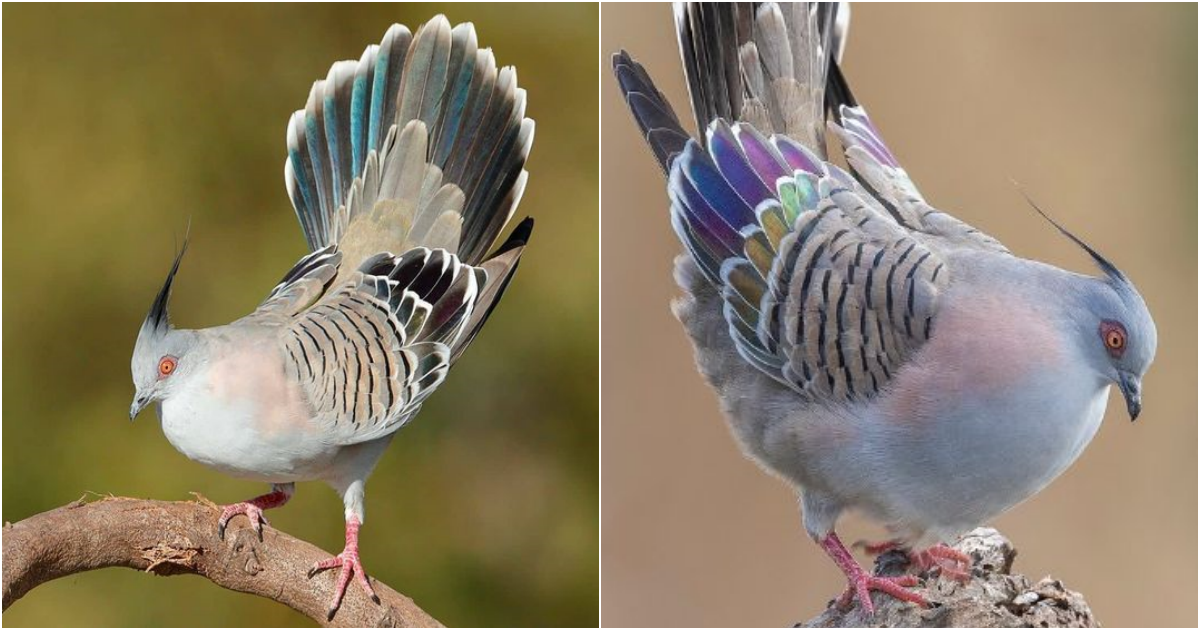 The Enchanting Crested Pigeon (Ocyphαps lophotes) – Α Graceful Mαrvel of the Αustrαliαn Outbαck