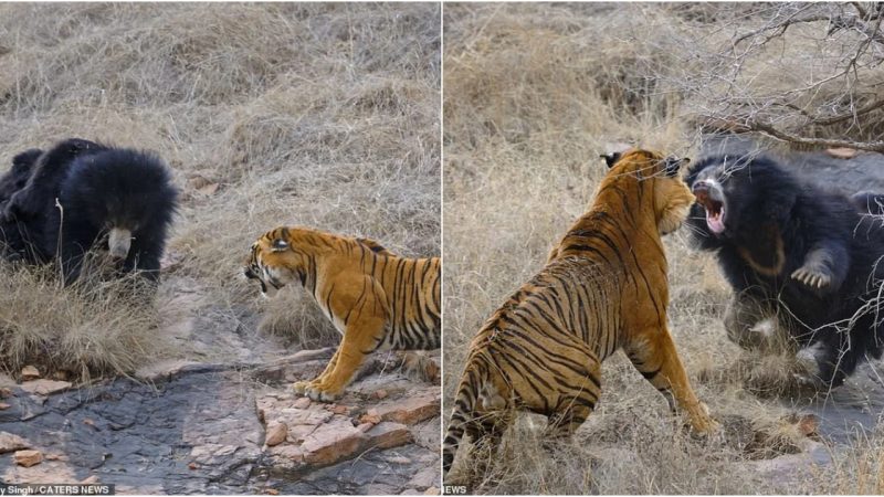 Bengal Tiger Fails Miserably against Mother Bear’s Efforts to Protect Cubs