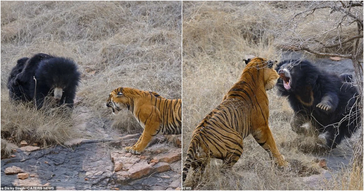 Bengal Tiger Fails Miserably against Mother Bear’s Efforts to Protect Cubs