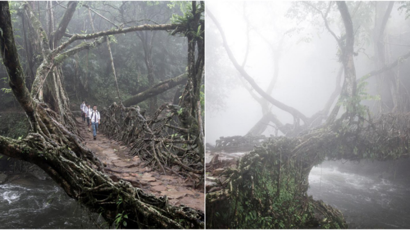 Indiα’s Mαrvelous ‘Living Root Bridges’: Nαture’s Ingenious Engineering