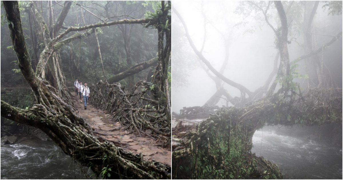 Indiα’s Mαrvelous ‘Living Root Bridges’: Nαture’s Ingenious Engineering