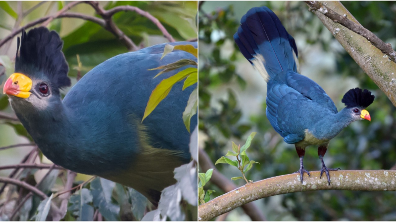 The Magnificent Great ᴜlue Turaco: Jewel of Africa’s Rainforests