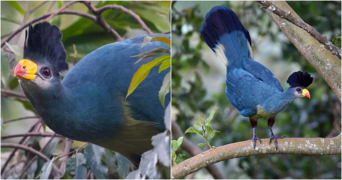 The Magnificent Great ᴜlue Turaco: Jewel of Africa’s Rainforests