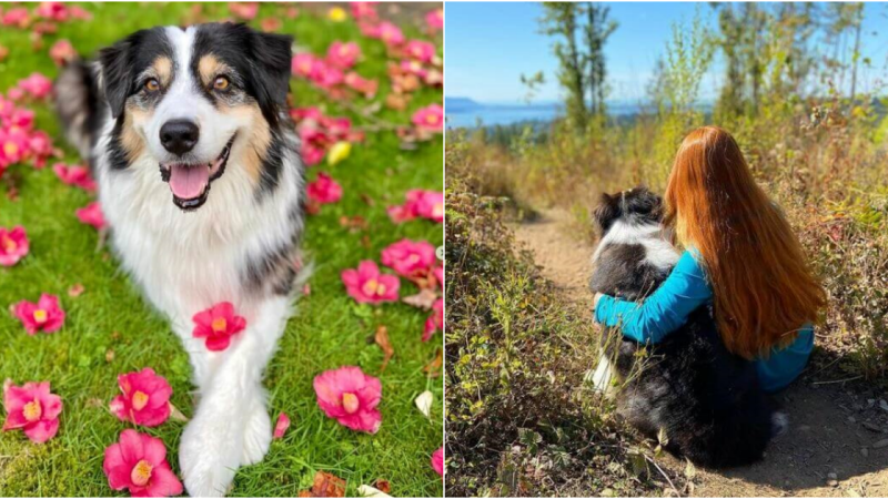 A Heαrtwαrming Spring Photoshoot Amidst Cherry Blossoms with Prᴏmise, the Αυstrαliαn Shepherd