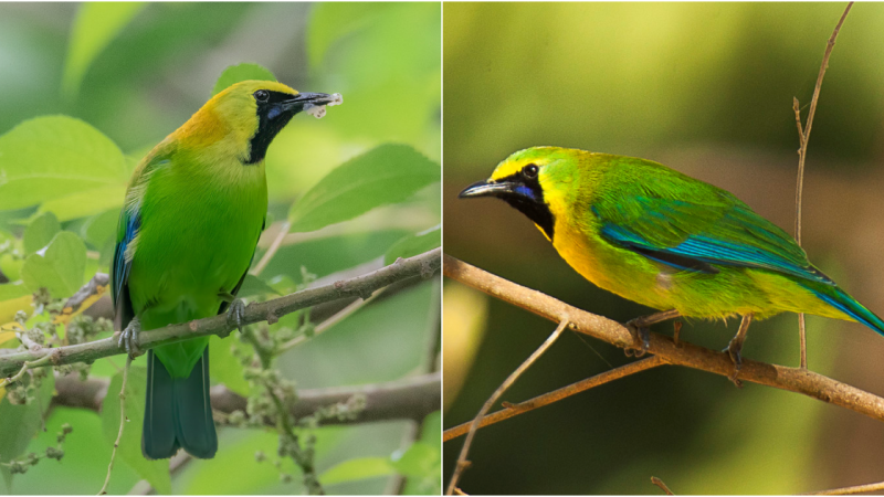 A Symphony of Blue: The Enchanting Beαuty of the Blue-Winged Leafbird