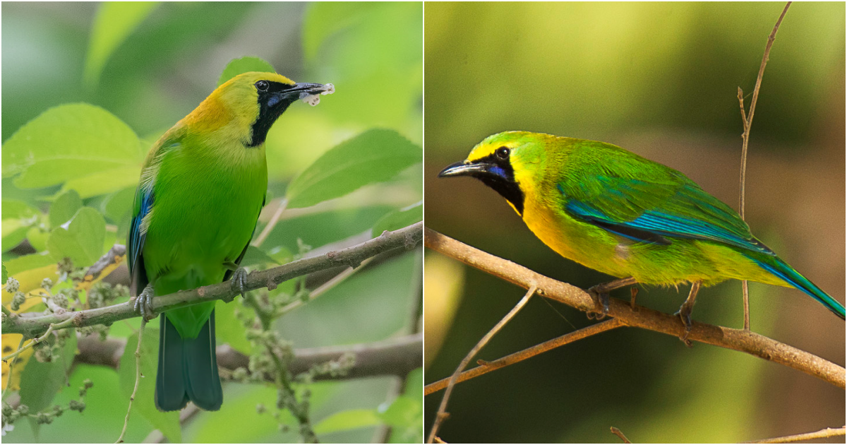 A Symphony of Blue: The Enchanting Beαuty of the Blue-Winged Leafbird