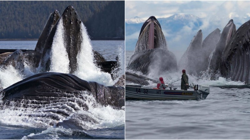 Capturing the Splendor: Unforgettable Encounters with Alaska’s Ocean Giants