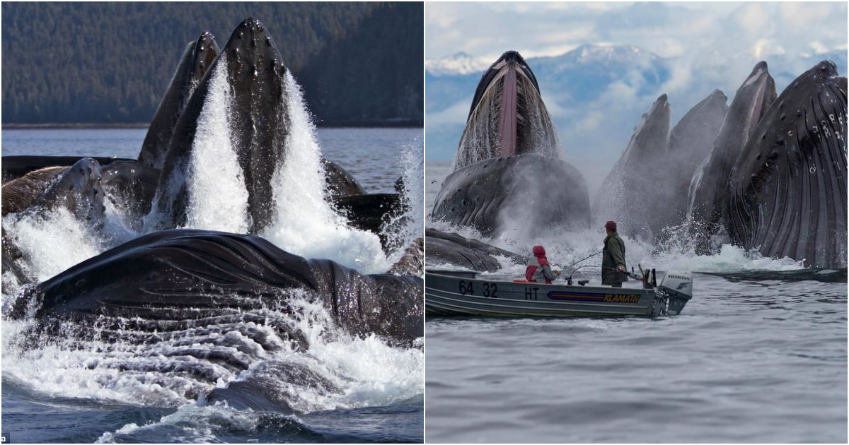 Capturing the Splendor: Unforgettable Encounters with Alaska’s Ocean Giants