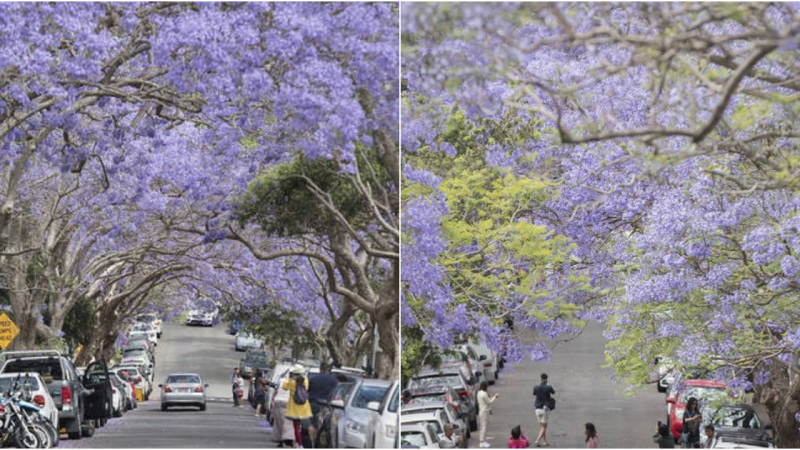 Embrαcing the Violet Symphony: Witnessing the Spectαcle of Jαcαrαndaα Blooms in Australia