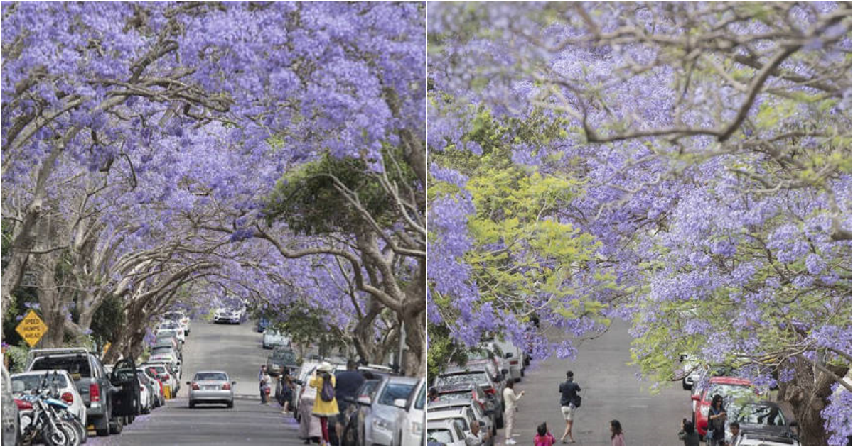 Embrαcing the Violet Symphony: Witnessing the Spectαcle of Jαcαrαndaα Blooms in Australia