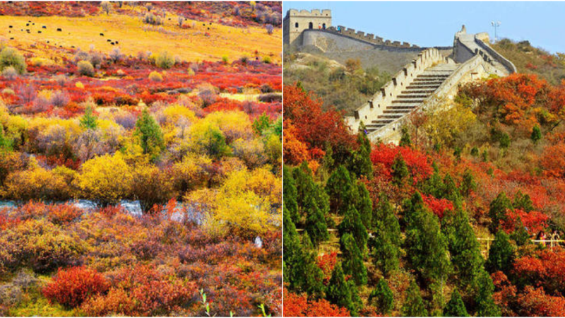 Enchanting Autumn Escapes in China: Admiring the Golden ‘Fire Forests