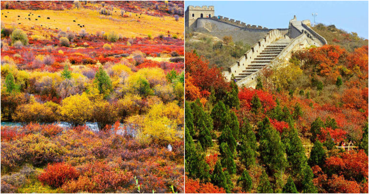 Enchanting Autumn Escapes in China: Admiring the Golden ‘Fire Forests