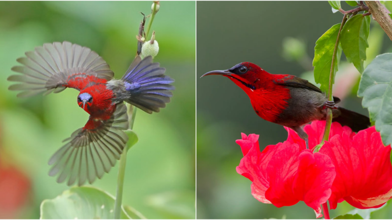 Melodies of the Wild: The Enchanting Serenade of the Crimson Sunbird