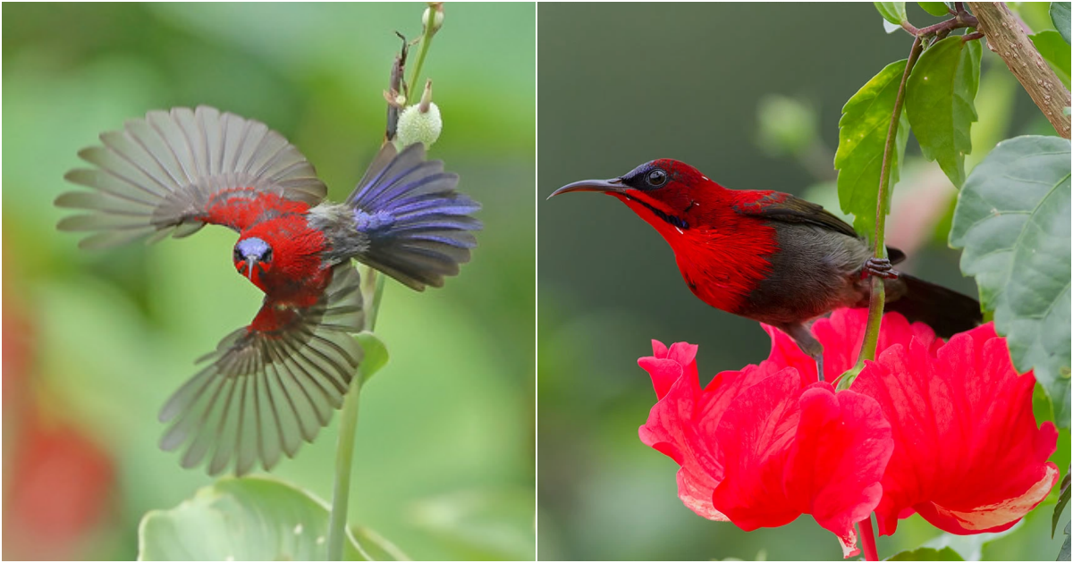 Melodies of the Wild: The Enchanting Serenade of the Crimson Sunbird