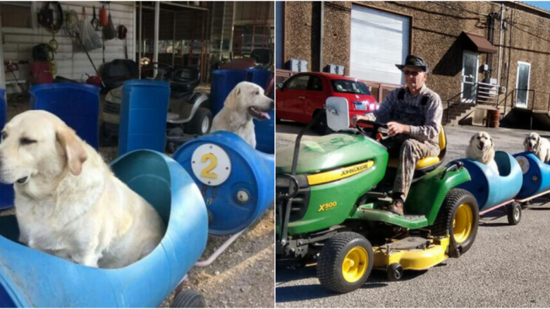 Heartwarming Adventures: 80-Year-Old Retiree Builds ‘Dog Train’ for Rescued Canines