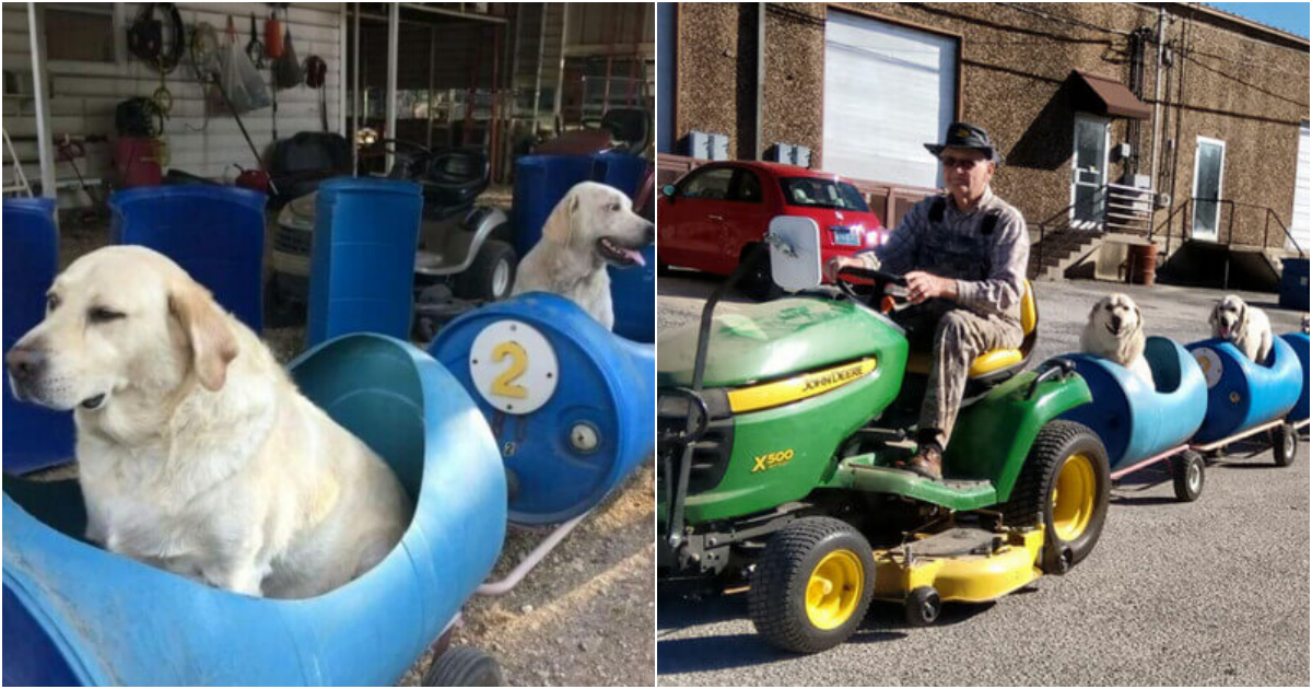 Heartwarming Adventures: 80-Year-Old Retiree Builds ‘Dog Train’ for Rescued Canines