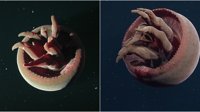 The Graceful Tiburonia Granrojo: A Mesmerizing Deep-Sea Creature