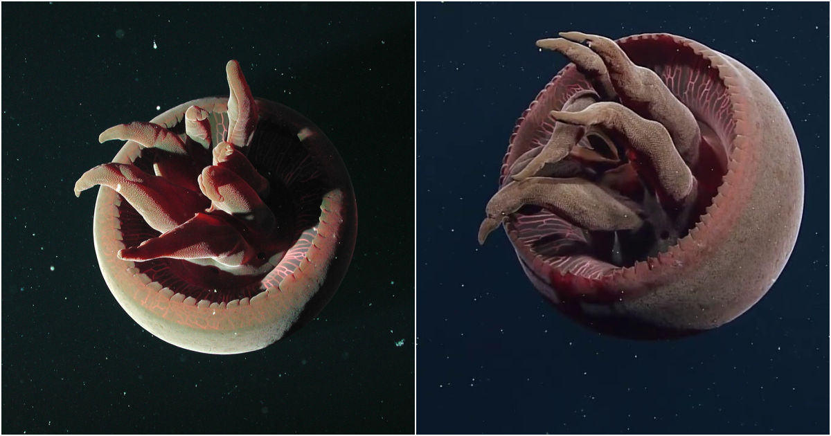 The Graceful Tiburonia Granrojo: A Mesmerizing Deep-Sea Creature