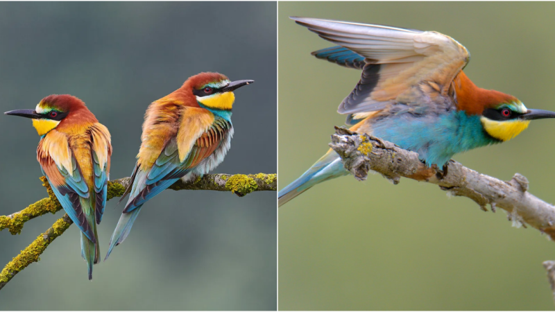 Dazzling Feathers: Discovering the Extraordinary European Bee-Eater