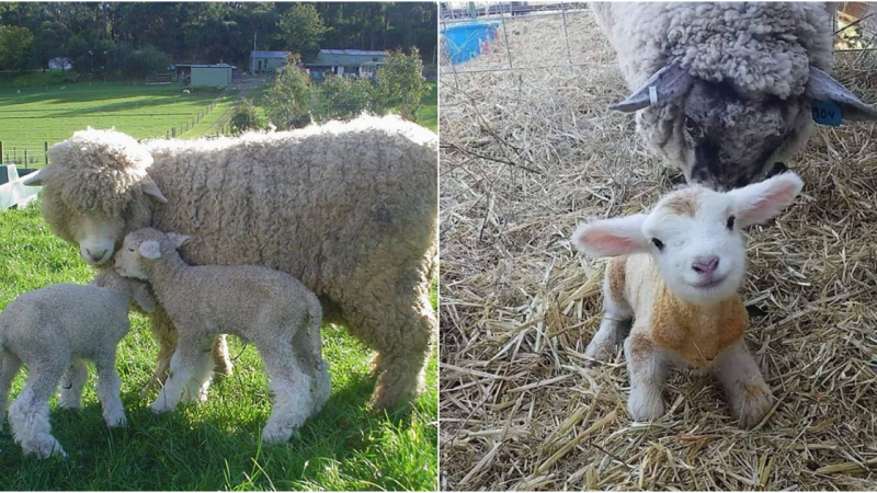 A Captivating Glimpse of New Life: The Precious Sheep Born Just 15 Minutes Before the Viral Photo