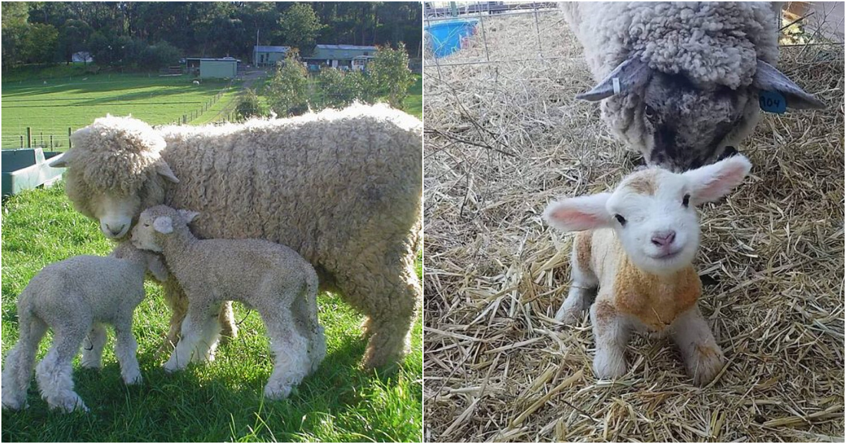 A Captivating Glimpse of New Life: The Precious Sheep Born Just 15 Minutes Before the Viral Photo