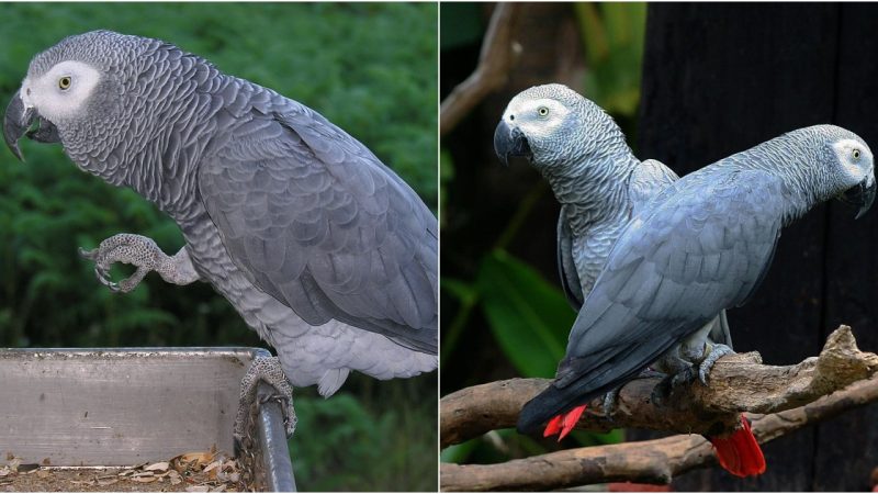 Intelligence in the Sky: The Fascinating African Grey Parrot