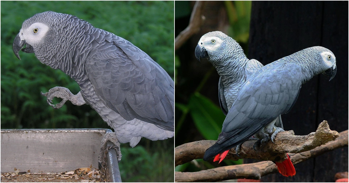 Intelligence in the Sky: The Fascinating African Grey Parrot