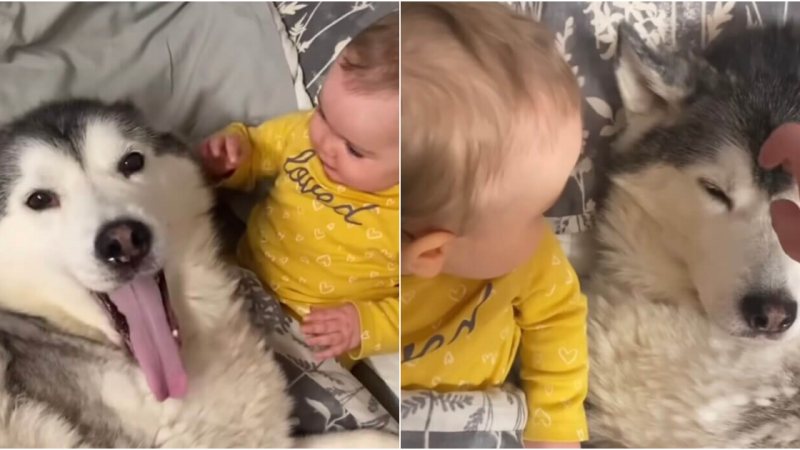 Heartwarming Connection: Husky Melts Hearts Online with Affectionate Gesture Towards Baby Sister