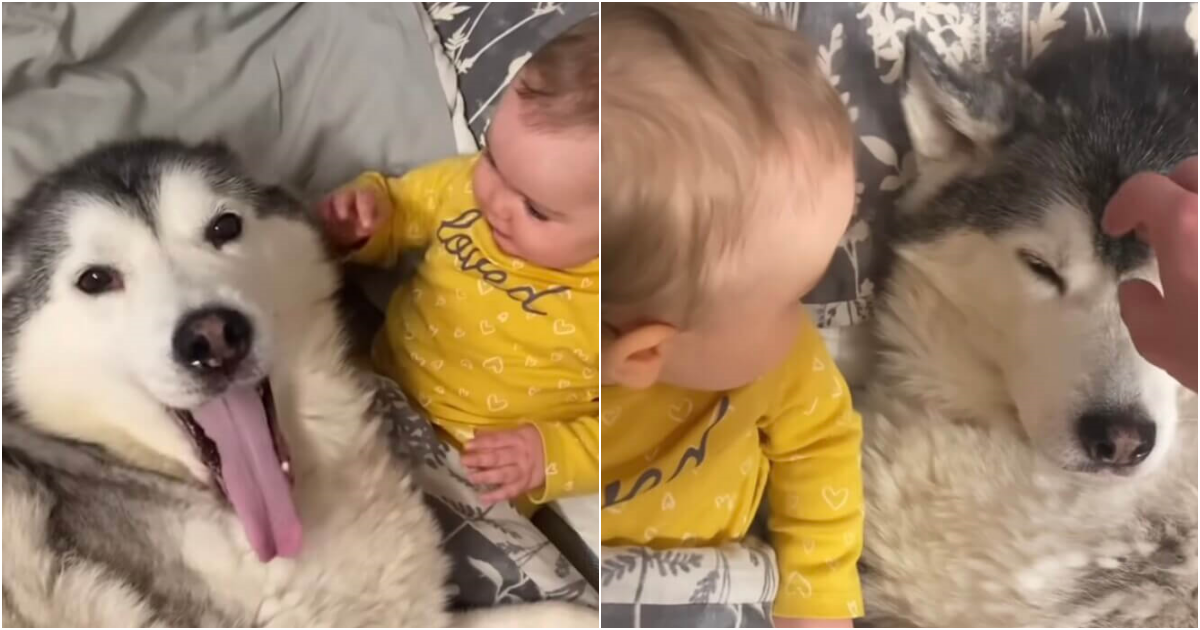 Heartwarming Connection: Husky Melts Hearts Online with Affectionate Gesture Towards Baby Sister